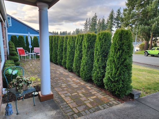 A dark blue house with a white door, partially obscured by a large tree, features potted plants by the entrance and a well-kept lawnâ€”reflecting the inviting charm often found in Auburn adult family homes.